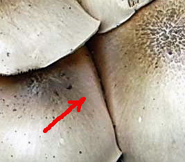 I ritrovamenti del 24.05.2011.fatte con nonno Antonio